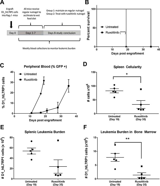 Ruxolitinib delivered via chow is an effective monotherapy.