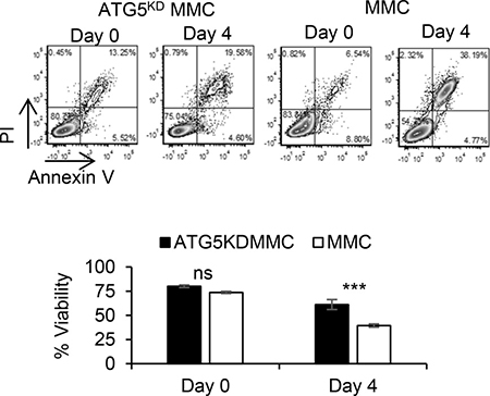 Autophagy knockdown tumor cells become less susceptible to ADR-induced apoptosis.