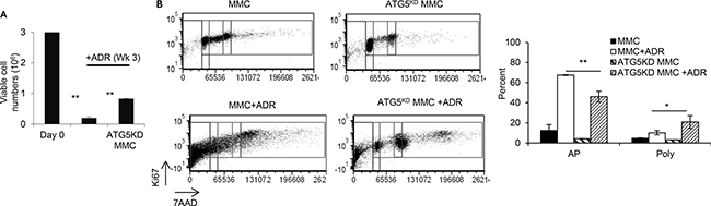 ADR-induced tumor dormancy in autophagy knockdown tumor cells with polyploid-like morphology compared with autophagy competent tumor cells, in vitro.