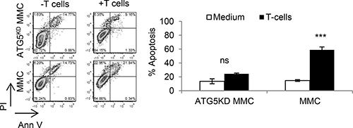 Autophagy knockdown tumor cells become resistant to T cell-induced apoptosis.