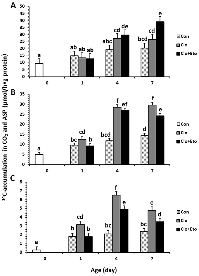 Hepatic peroxisomal fatty acid &#x03B2;-oxidation measured in pigs received vehicle (Con), clofibrate (Clo) or clofibrate + etomoxir (Clo+Eto).