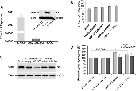 Downregulation of ER protein levels by miR-373.