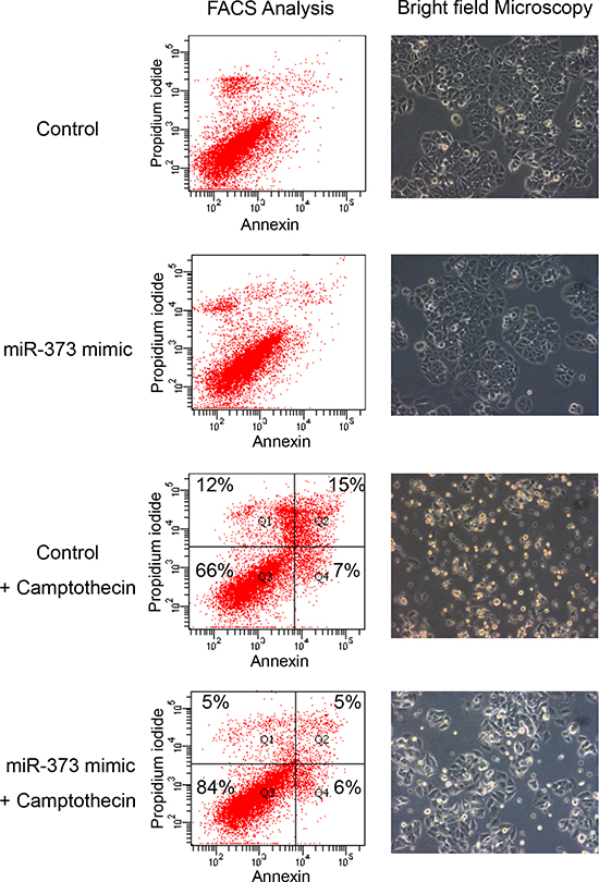 Inhibition of camptothecin mediated apoptosis by miR-373 overexpression.