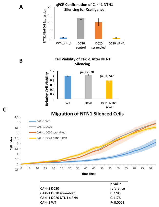 Migration of NTN1 silenced RCC cells.
