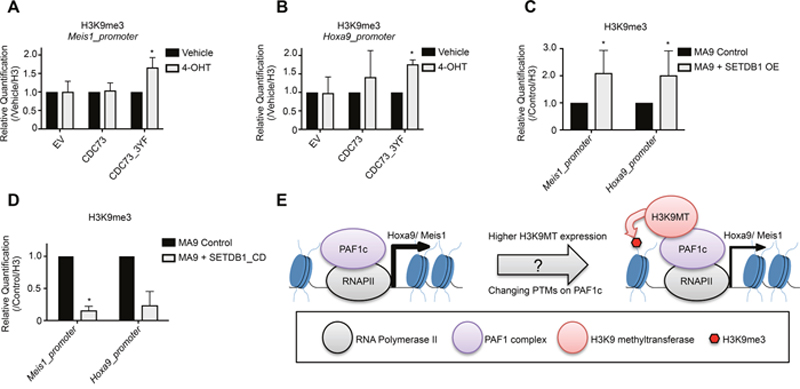 SETDB1 or CDC73&#x005F;3YF contribute to epigenetic remodeling at the Meis1 and Hoxa9 promoter.