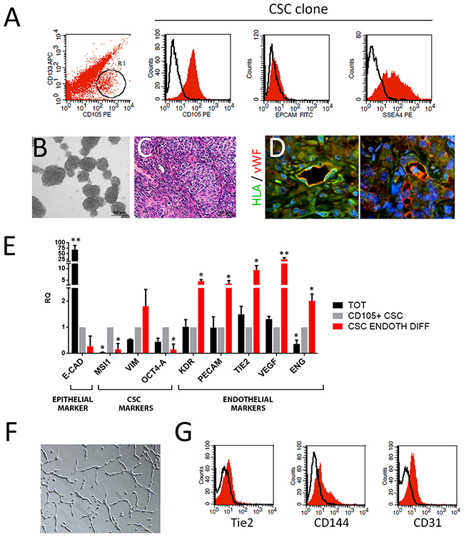 Endothelial differentiation of CSC.