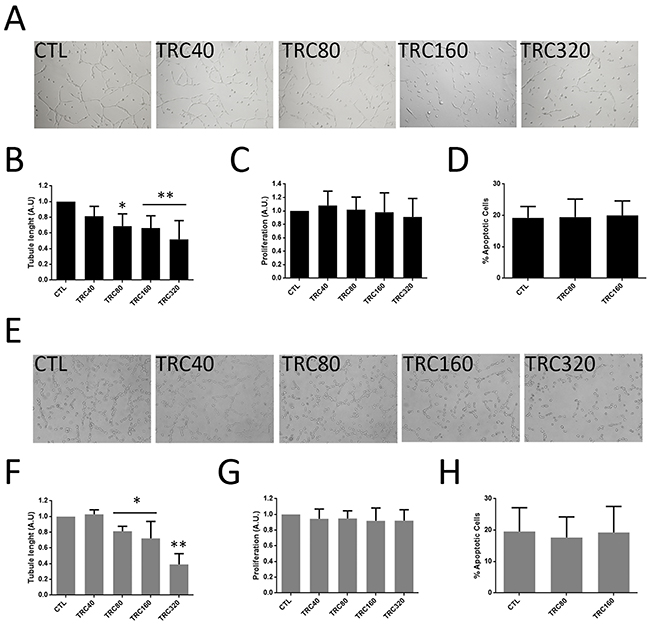 Tube formation, proliferation and survival of CSC-TEC and TEC treated with TRC105.