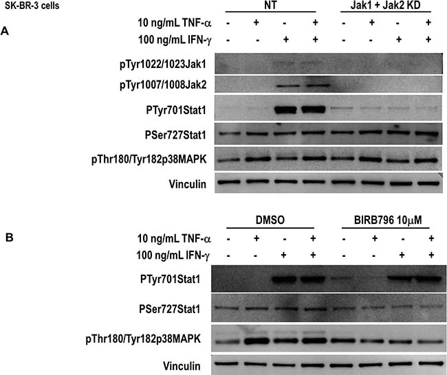 Th1-mediated