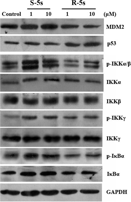Cellular activity of the two enantiomers on the p53 and NF-&#x03BA;B pathways as detected by Western blotting assay (A549 cells, 4 h treatment).