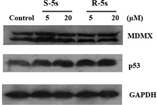 Cellular activity of the two enantiomers on p53 and MDMX as detected by Western blotting assay (MCF-7 cells, MDMX overexpression, 4 h treatment).