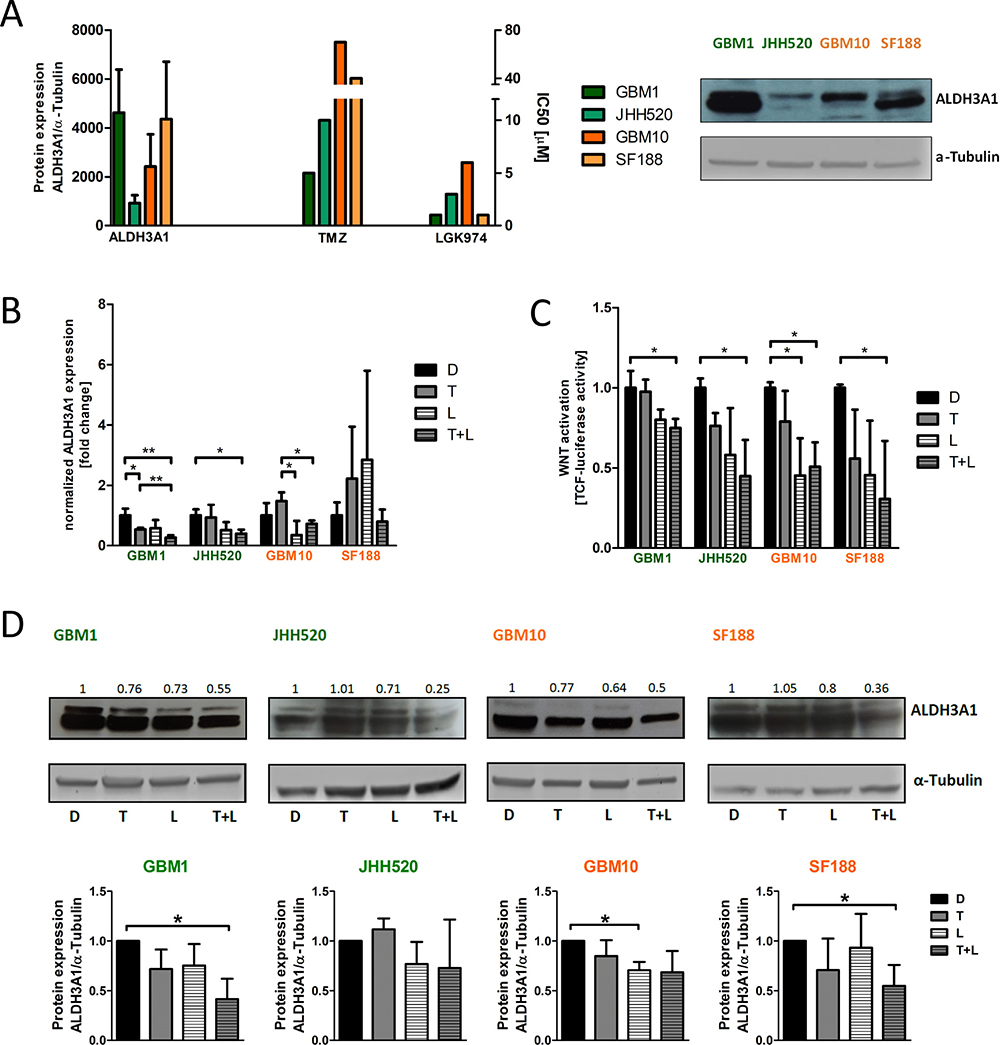 ALDH3A1 mRNA and protein expression is down-regulated in glioma cells treated with LGK974 and TMZ.