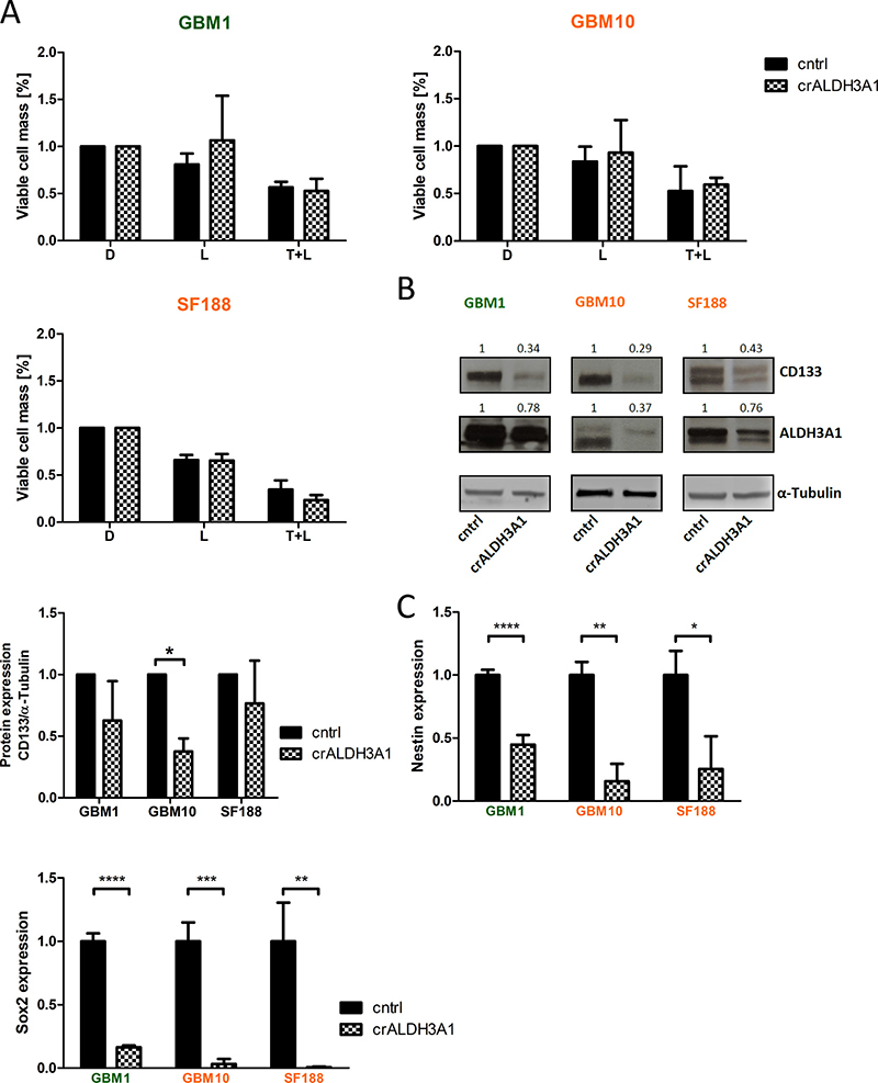 ALDH3A1 knock-down is not effected by Wnt-inhibition and shows reduced stemness properties.