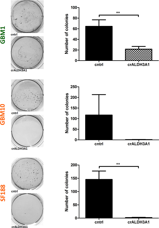 Clonogenicity is reduced in ALDH3A1 knock-down cells.