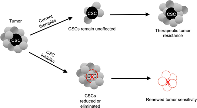 Potential paradigm-shifting effect of a cancer stem cell (CSC) inhibitor on tumor chemoresistance.