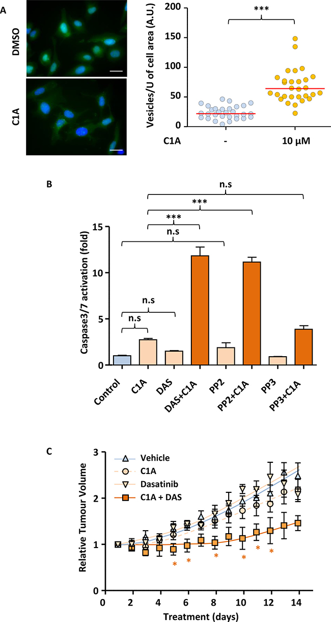 Autophagy