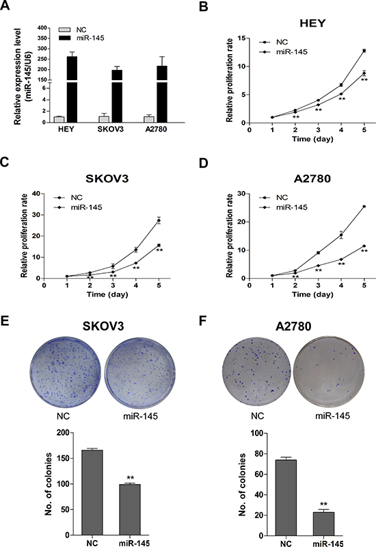 Stable miR-145 overexpression suppresses cell proliferation and clonogenic ability in vitro.