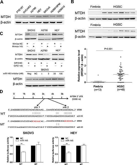 Oncogene MTDH is specifically targeted by miR-145.