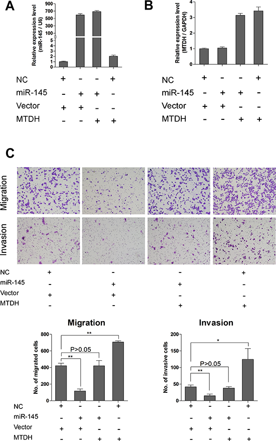 Overexpression of MTDH rescues the inhibitory effects of miR-145 on ovarian cancer cells.
