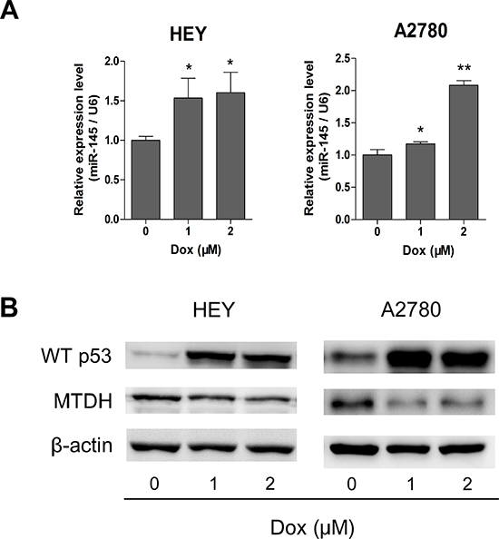 Wild type p53 represses MTDH through induction of miR-145.
