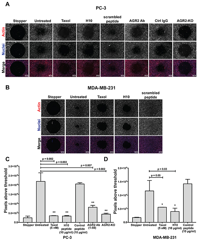 H10 inhibits the migration of PC-3 and MDA-MB-231 cancer cell lines.