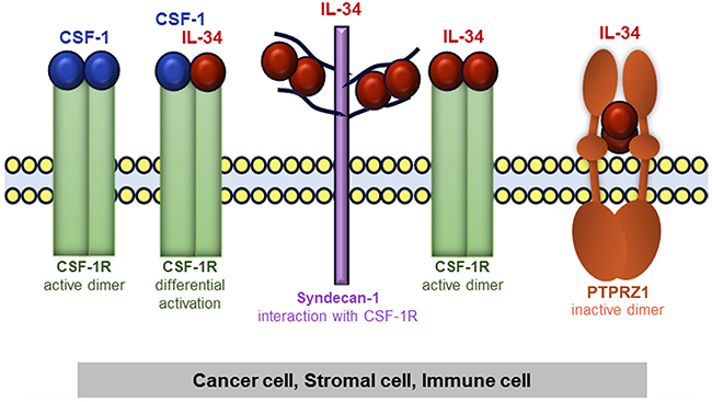 Schematic representation of IL-34 and CSF-1 receptors in tumor tissue consisting of cancer cells, stromal cells, and immune cells.