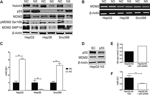 Notch3 controls MDM2 protein expression through miR221.