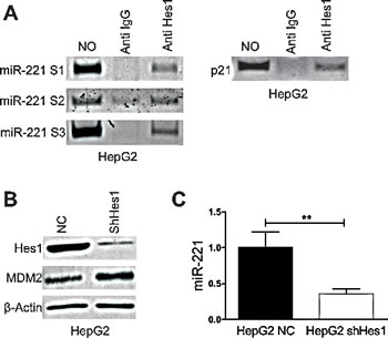 Hes1 regulates miR221 expression.