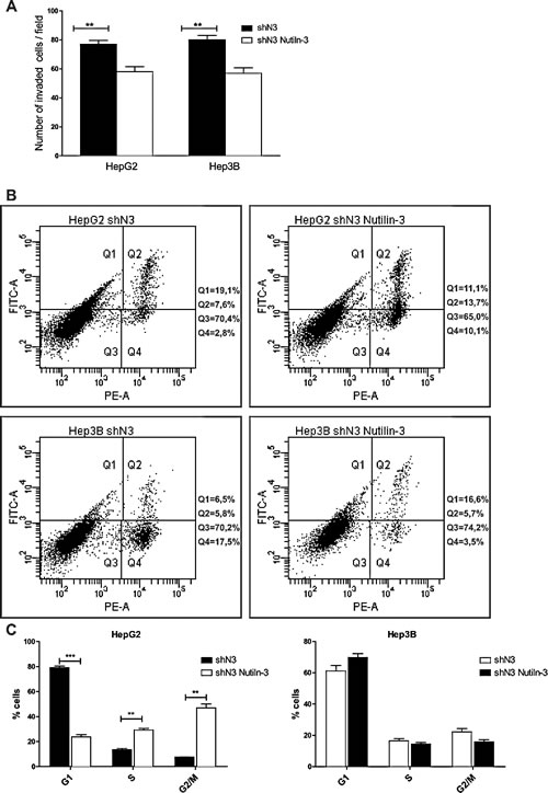 Effects of Notch3 knockdown on Nutilin-3 sensitivity.