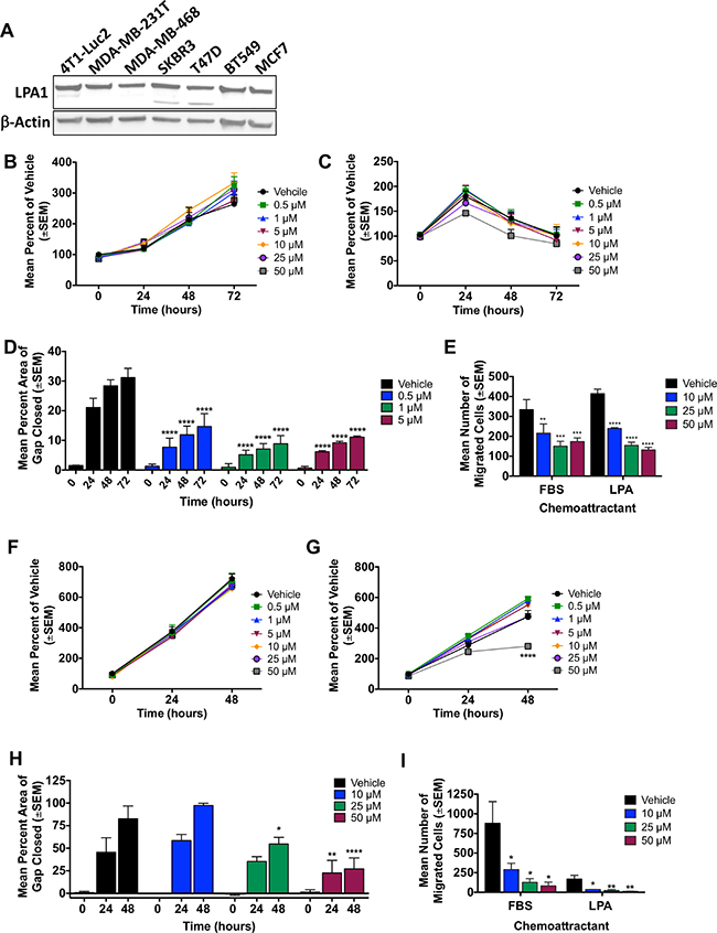 SAR100842 reduced migration and motility of breast cancer cell lines in vitro.