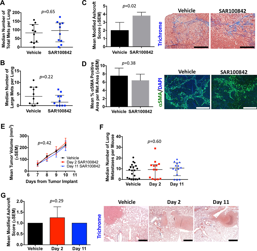 SAR100842 did not prevent metastases or attenuate fibrosis in two mouse models of metastatic triple-negative breast cancer.
