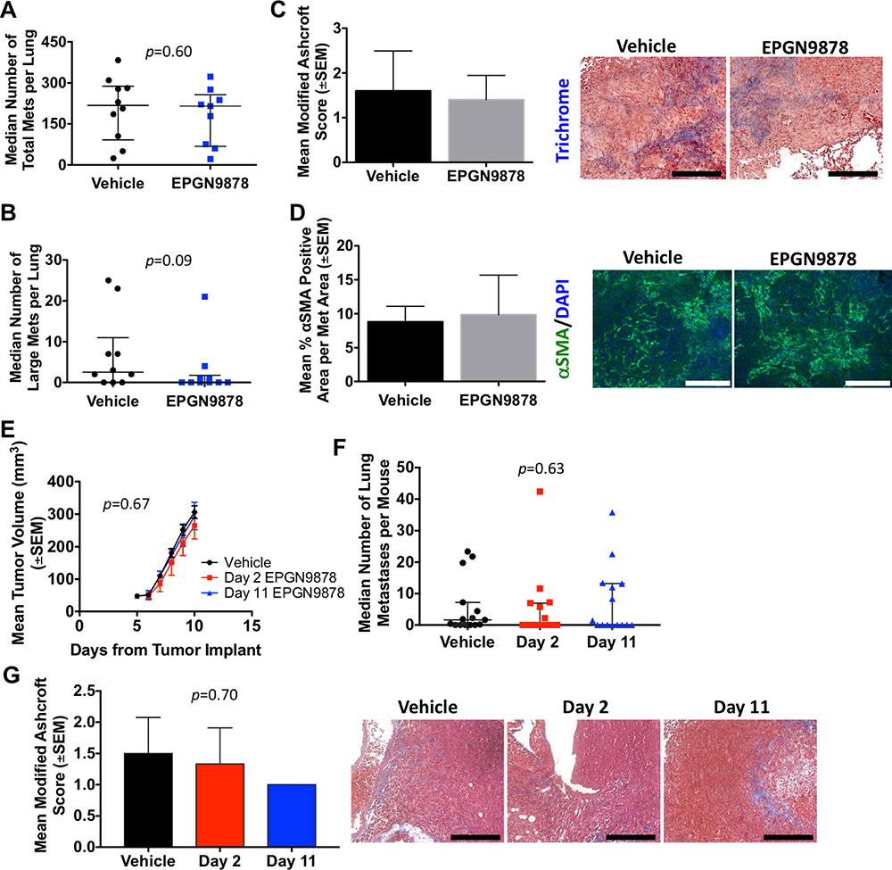 EPGN9878 did not prevent metastases or attenuate fibrosis in two mouse models of metastatic triple-negative breast cancer.
