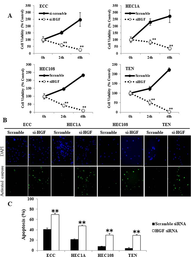 The inhibition of autocrine HGF/Met signaling induced apoptosis in endometrial cancer cell lines.