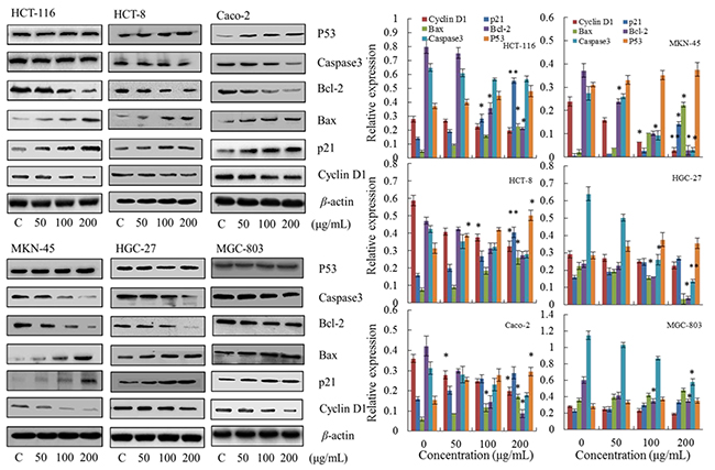 Effect of steviol on protein expression of the cell cycle and apoptosis.