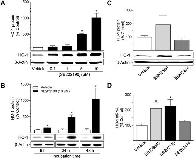 Effect of p38 MAPK inhibitors on HO-1 protein and mRNA expression in HUVEC.