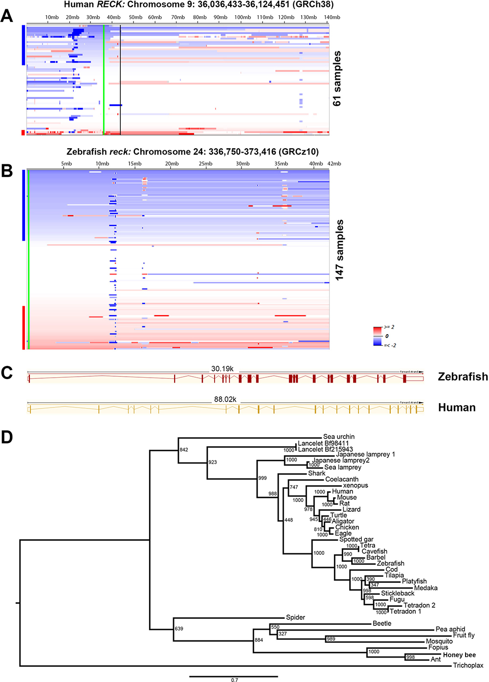 Frequent loss of DNA copy numbers of the RECK gene in human and zebrafish MPNSTs.