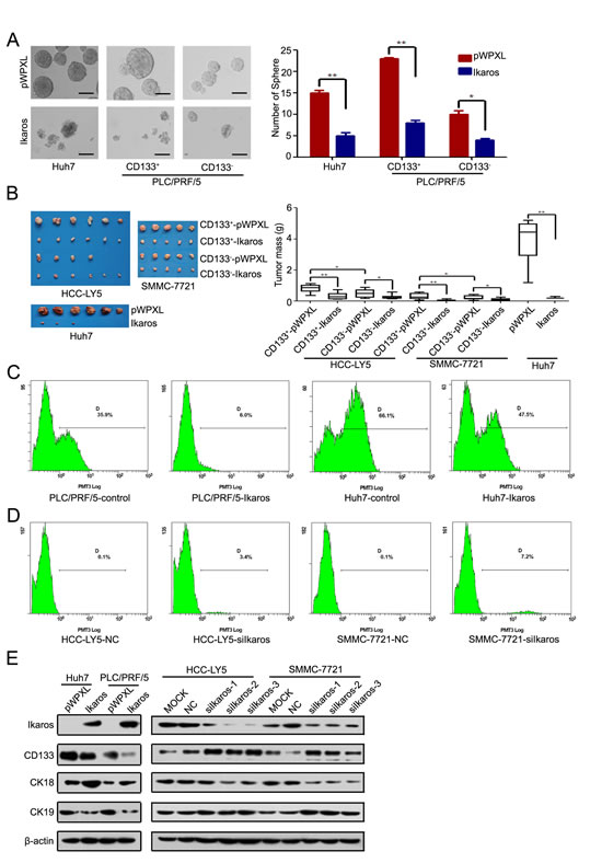 Ikaros inhibits the tumor growth and self-renewal of CD133