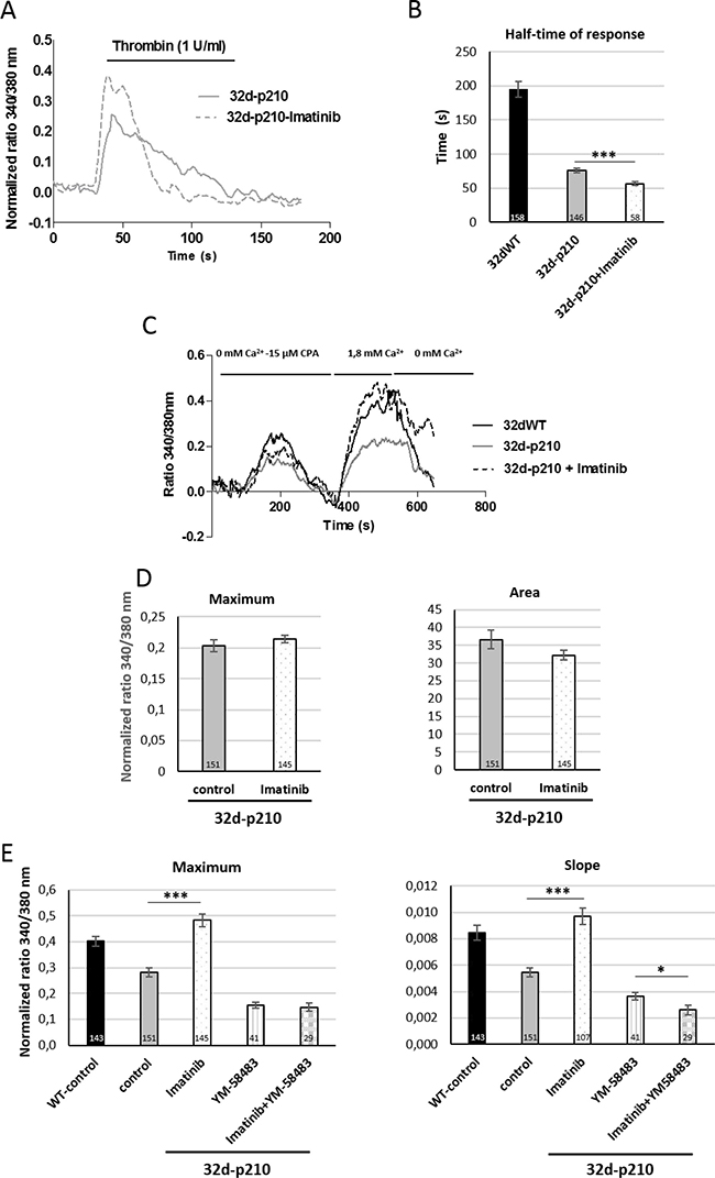 Role of Bcr-Abl tyrosine kinase activity.