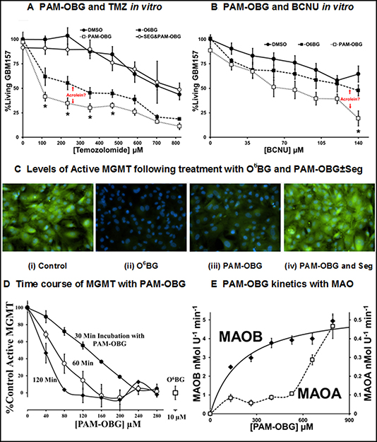 PAM-OBG is a MAOB sensitive prodrug.