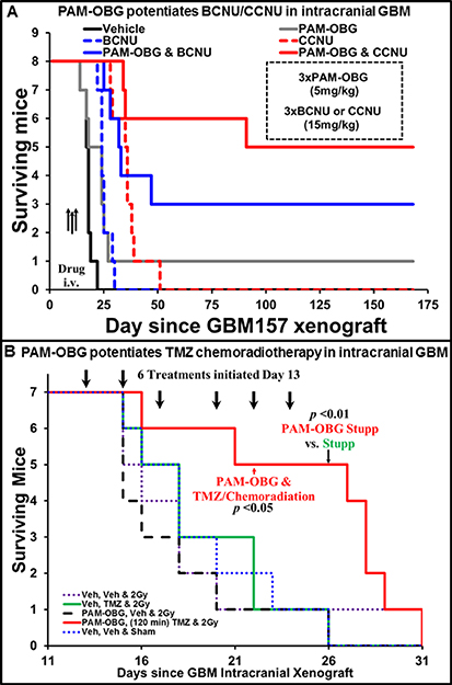 PAM-OBG potentiates the treatment of intracranial GBM tumors in mice.