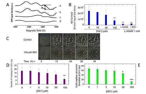 A-B: NS1 inhibited NO formed in isolated aorta rings.