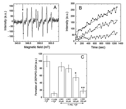 Effects of NS1 on the rates of formation of superoxide anion by nNOS.