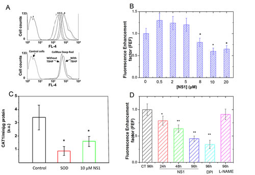NS1 modulation of ROS formation in HUVECs, aorta and melanoma A375 cells.