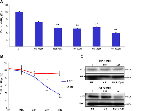 Cell viability and NOX