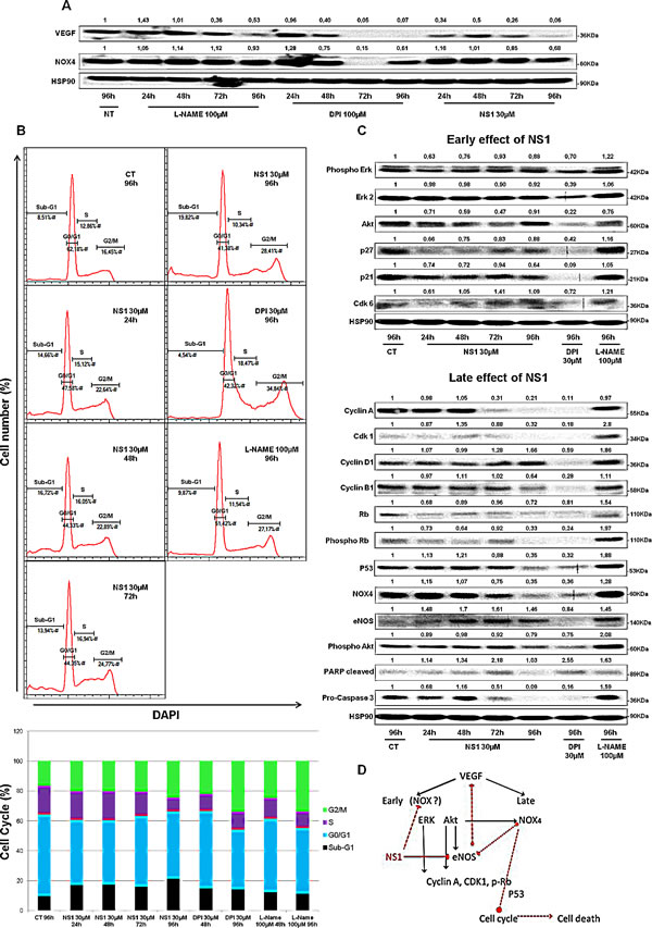 Kinetics of NS1 (30&micro;M) &#x2013;induced changes on melanoma cells at 24, 48, 72 and 96h: