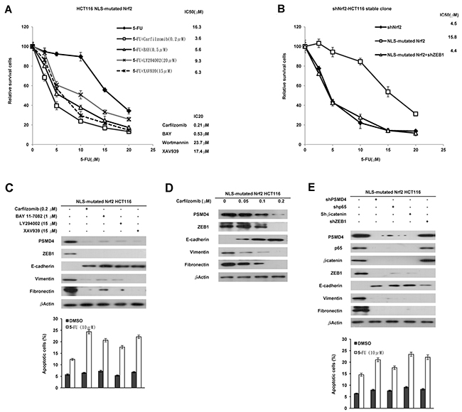 Activation of the NF-&#x03BA;B/AKT/&#x03B2;-catenin cascade by cNrf2-induced PSMD4 expression may be responsible for 5-FU resistance due to increased ZEB1 expression.