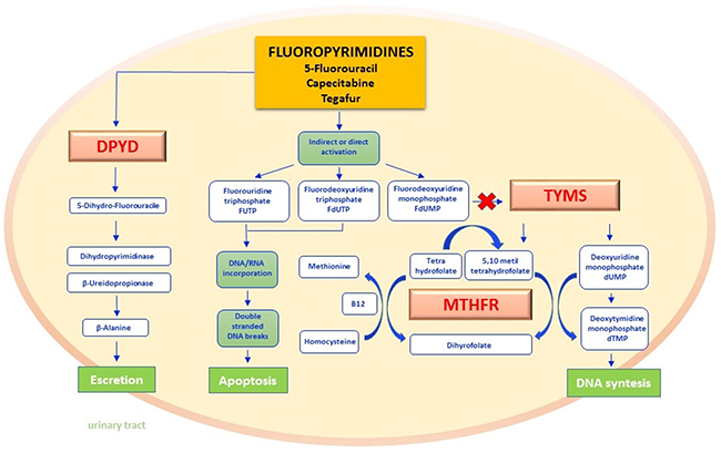 Fluoropyrimidines pathway.