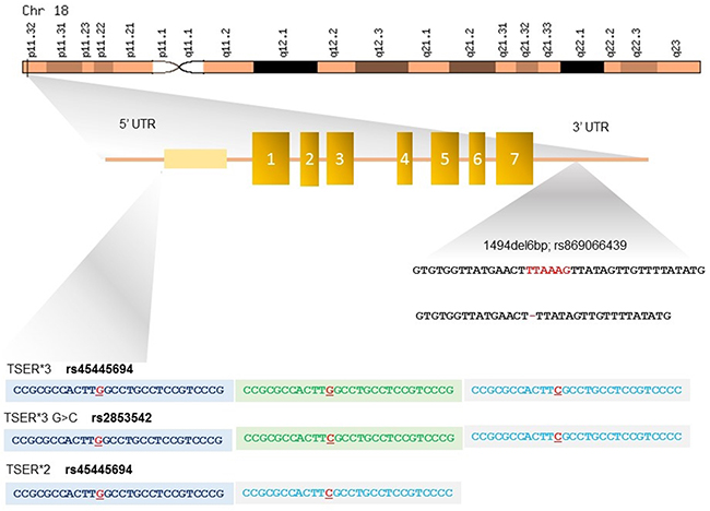 Polymorphisms in the 5&#x2019;- and 3&#x2019;-untranslated regions (UTRs) of TYMS gene.