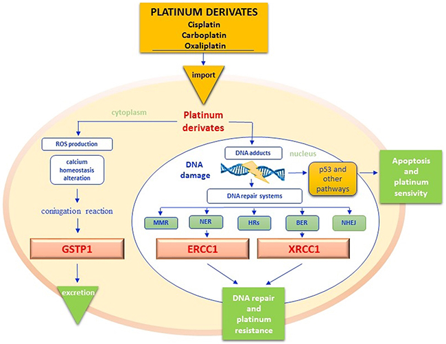 Platinum pathway.