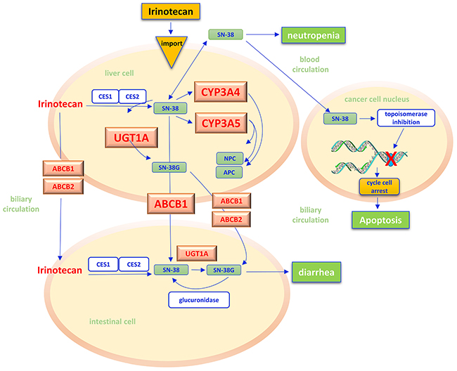 Irinotecan pathway.