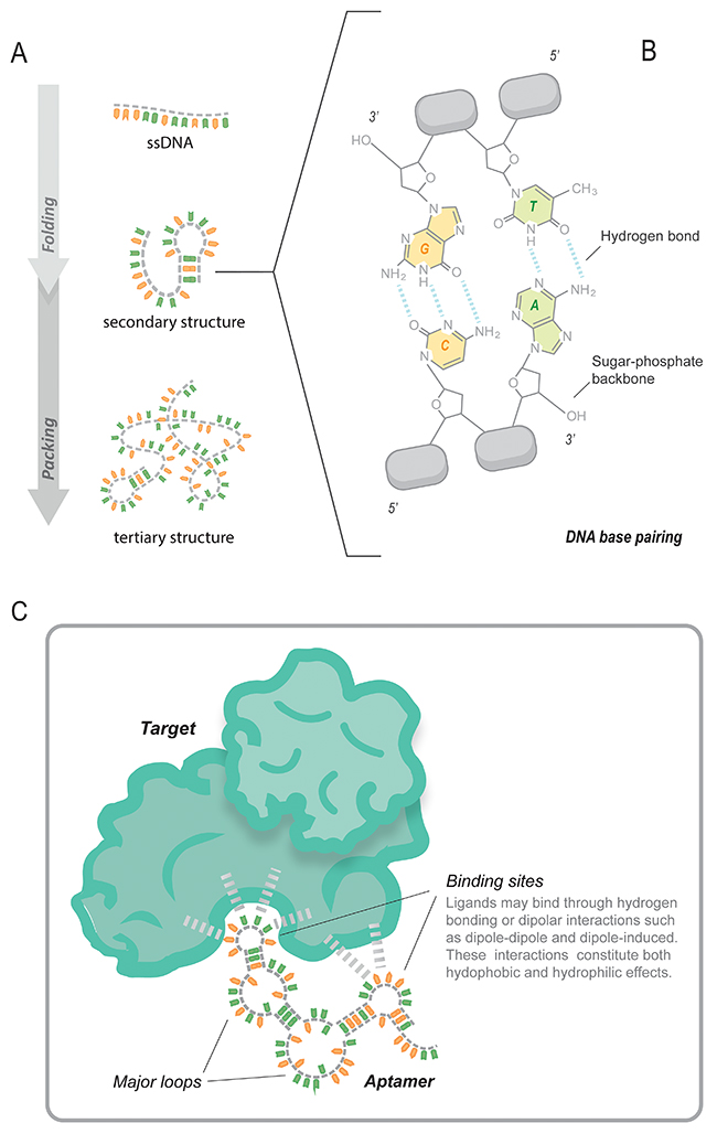 Depiction of the aptamer structure and its interaction with the target.